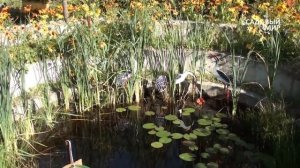 Садовый пруд. Сайт "Садовый мир"