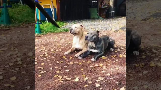 Синхронность
