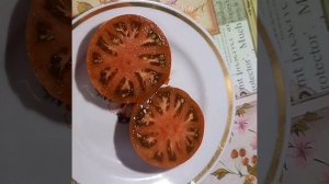 Томатный гном ДИКИЙ ФРЕД. Ярославская обл.