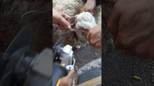 пилим рога барана.рог в глаз врос. ужас!