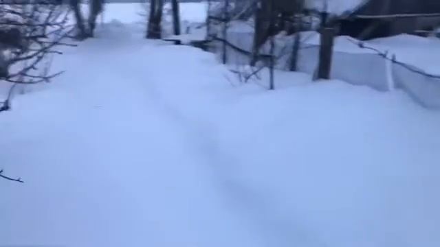 Порода Дюрок радует отличными поросятами