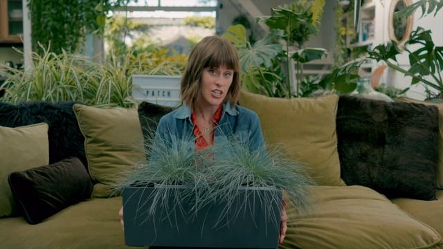 Festuca Glauca - Top Outdoor Plants ?