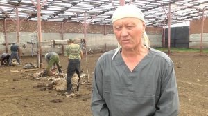 Стрижка овец по России и обучение