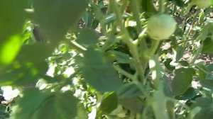 Томат Вишня желтая черри.