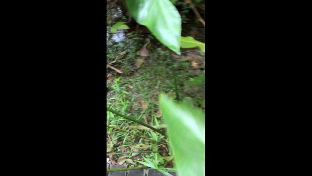 Комнатные растения в дикой природе смотреть онлайн