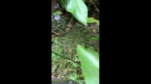 Комнатные растения в дикой природе