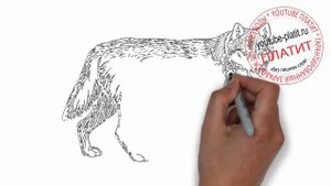 Как нарисовать хищного волка