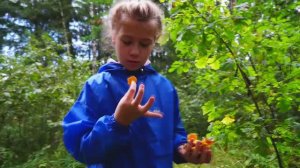 Идём за грибами