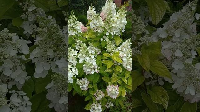 Гортензия цветет и краснеет #дача #цветы #гортензия #гортензии #garden #flower #flowering #flowers смотреть онлайн