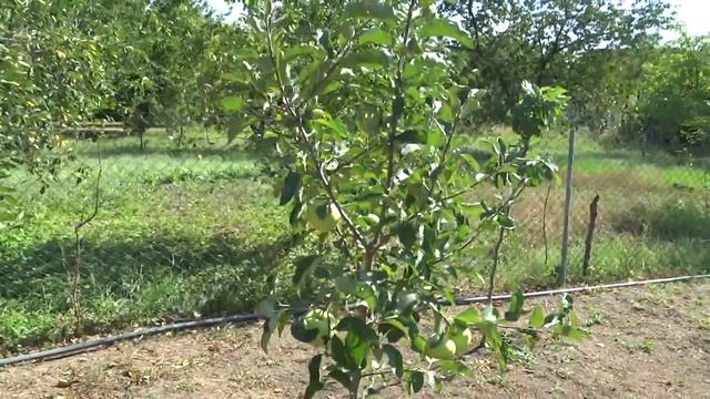 Жизнь на Кубани . Яблоня Грушевка -год после посадки смотреть онлайн
