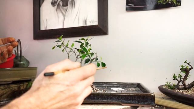 Tiger Bark Ficus Forest: Dave's Bonsai E373 смотреть онлайн