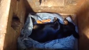 Индивидуальная кремация собаки Москва