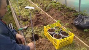 Томаты посадка на рыбу