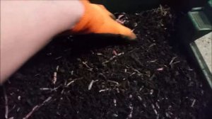 Червь на продажу. Какой размер?!Dendrobaena Veneta.