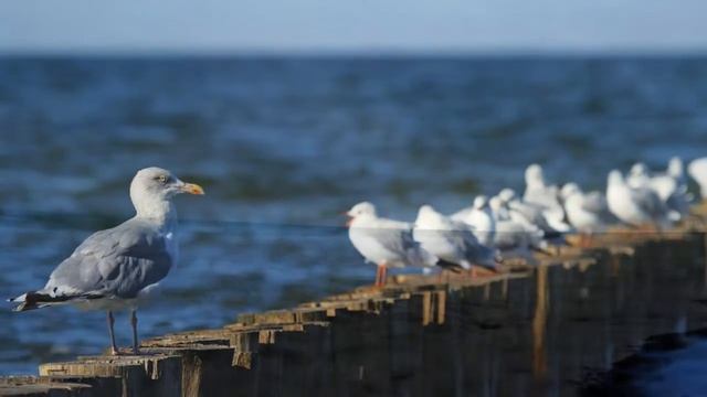 Зимнее море