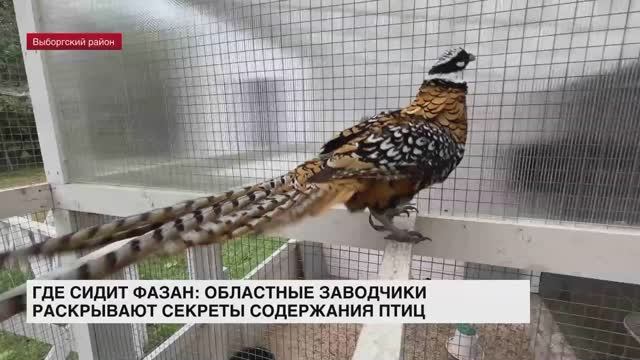 Где сидит фазан: областные заводчики раскрывают секреты содержания птиц