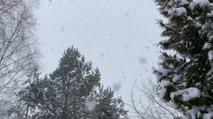 Видео Николая Зубрилина: Давно не было такого крупного Новогоднего снега!