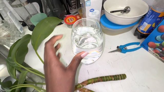 Propagating My Aglaonema Silver Bay To Make It Fuller | Aglaonema Palm Tree смотреть онлайн
