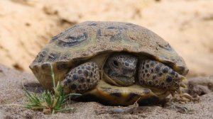 Среднеазиа́тская черепа́ха[1], или степна́я черепа́ха[1] (лат. Testudo (Agrionemys) horsfieldii