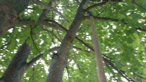 Ножовка садовая- дачная необходимость