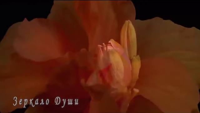 Beautiful flowers. Красота распускающихся цветов. Обалденное видео! смотреть онлайн