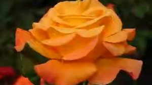 Rose Miracle (Миракл роза)