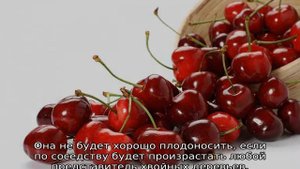 Сколько раз в жизни плодоносит вишня