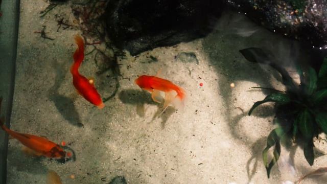 Краса природи... Живий куточок в інтер'єрі від Aquariumservice, Полтава