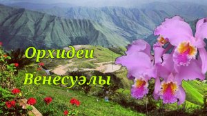 Орхидеи Венесуэлы.