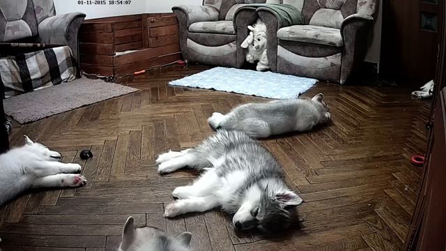 Хасята онлайн / Siberian husky live