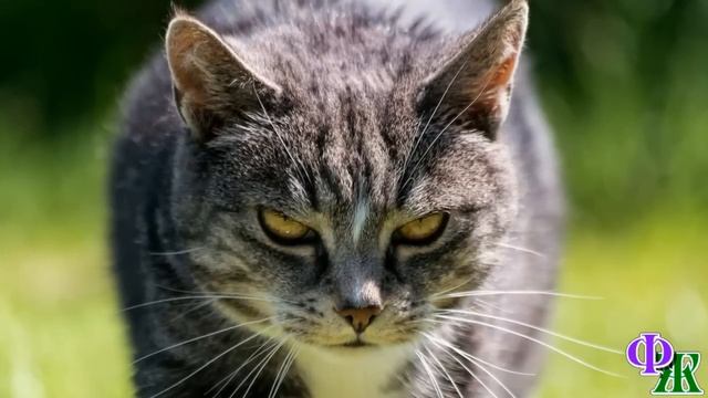 - Щенок! Ты где его взяла - Кошка недовольно фыркнула, усердно облизывая чёрный комочек смотреть онлайн