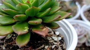 Insekto na nangbubutas ng mga dahon ng Succulents || How to spot and remove Weevil Pest