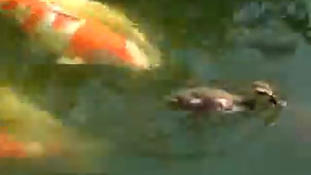 Утёнок кормит рыбок смотреть онлайн