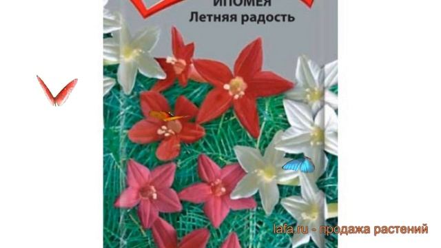 Ипомея обыкновенный Летняя радость ? обзор: как сажать, семена ипомеи Летняя радость