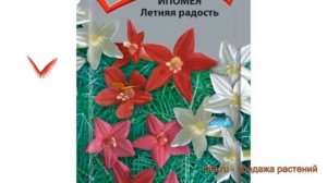 Ипомея обыкновенный Летняя радость ? обзор: как сажать, семена ипомеи Летняя радость