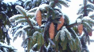 Замела метелица город мой