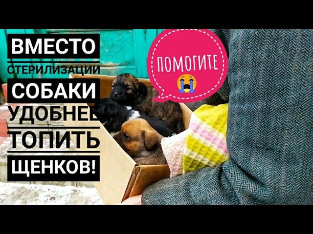 Щенят хотят утопить
