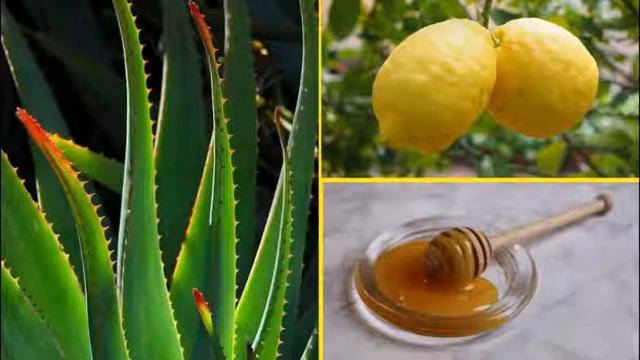 Лечение с помощью алоэ. Рецепты приготовления в домашних условиях. смотреть онлайн