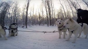 Прогулка на собачьих упряжках. Питомник "Эльбрус"!