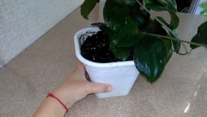 Мои комнатные растения  //  Моя Hoya Erytrina Purple зацвела