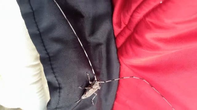 Acanthocinus aedilis - Скрипящий жук смотреть онлайн