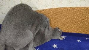 Кот Батон вяжет кошечку №0068