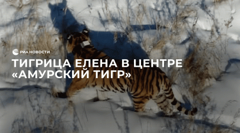 Тигрица Елена в Центре "Амурский тигр"