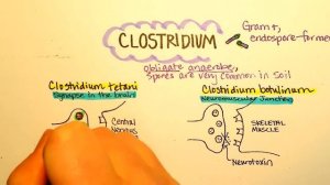 Clostridium tetani, tetanus