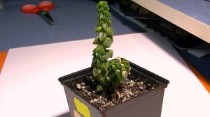 Peperomia columella