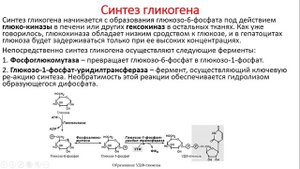 Биохимия. Лекция 48. Углеводы. Превращение фруктозы и галактозы в глюкозу. Гликогенез. Гликогенолиз