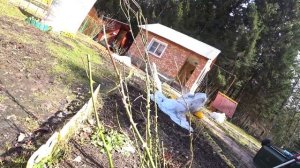 ОТКРЫВАЕМ РОЗЫ ВЕСНОЙ. УХОД ЗА РОЗАМИ ПОСЛЕ ЗИМЫ