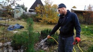 Как пересадить лиственницу. Благоустройство заброшенной дачи. Часть 16