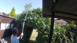 Hedge Archway trimming