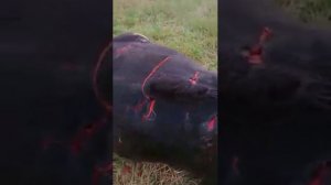 Медведь разорвал корову